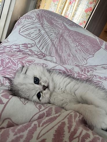 котята токмак: Шотландский вислоухий котёнок, окрас серебристый шиншилла (silver — 1