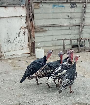 K/t heyvanları və malları: Məhsul: Hindular (toqquzbaş) – həm ətlik, həm damazlıq üçün uyğundur — 1