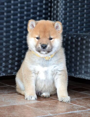 Psi: Odgajivačnica *Kami's little fellows* predstavlja vrhunsko čistokrvno — 8