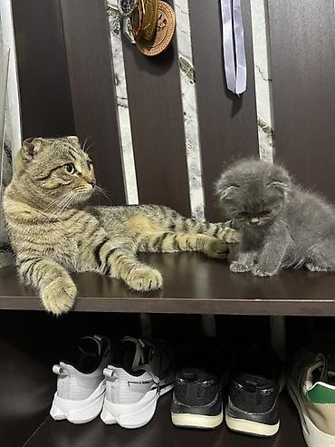 кошка вислоухая: Шотландский вислоухий котёнок, окрас сплошной голубой. - Порода — 3