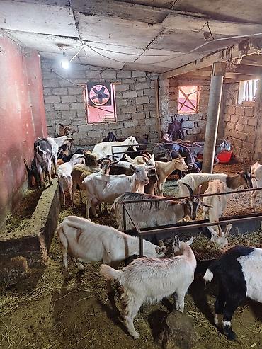 keci heyvan: Heyvandarlıq üçün keçilər sürüsü - Növlər: müxtəlif rəng və cinsli — 8