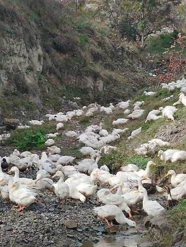 toptan yem satisi: Satılır: ördək sürüsü 500 ededi - Cins: ağ ev/ferma ördəkləri — 2