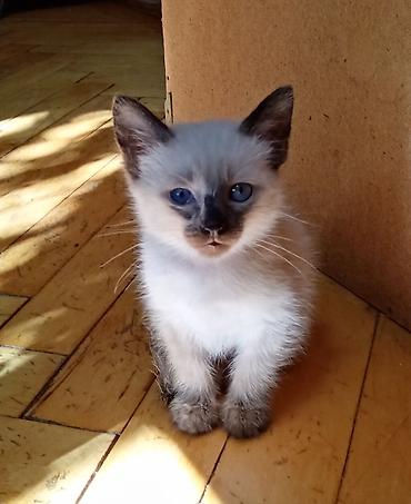 котята баку: Срочно! Всего 2 котенка. Продаются чистокровные Тайские котята — 2