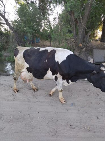сементал карова: Продаю | Корова (самка) | Голштин | Для молока