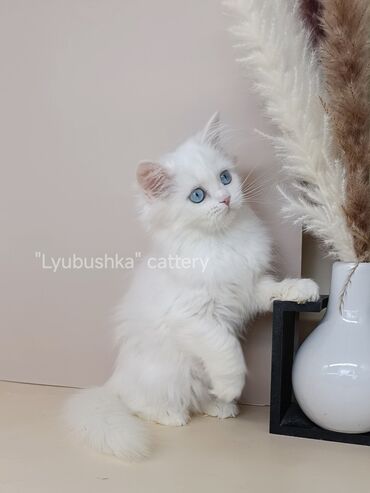 кошка с разными глазами: Скотиш Страйт (Шотландская прямоухая), 2 месяца, Девочка, Белый, Приучена к лотку, Проглистована