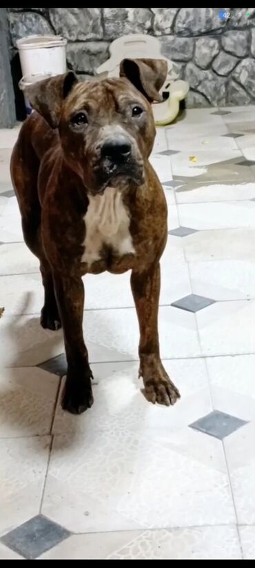 Akvariumlar: Pitbul, 2 il, Dişi, Peyvəndli, Ödənişli çatdırılma