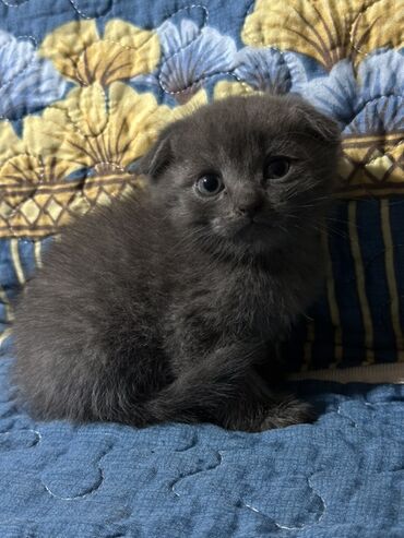 Продажа кошек: 🐾 Продаются Шотландские котята (скоттиш-фолд )🐾 У нас есть 6