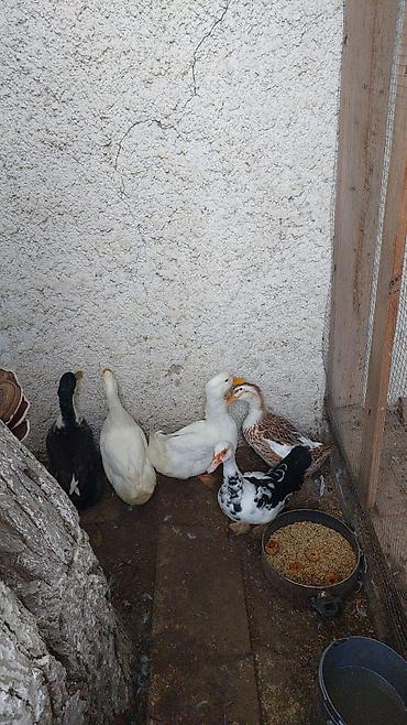 hind qusu daqestan sortu: Ətdiy ağ ördək 2
Yaşılbaş və dişisi
1dişi lal ordek — 2