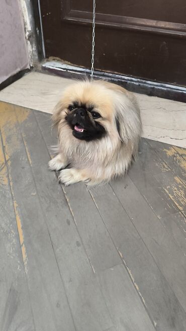 İtlər: Pekines, 1 il, Erkek, Peyvəndli, Ünvandan götürmə