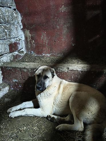 kangal satilik: Kanqal, 7 ay, Dişi, Peyvəndli — 10