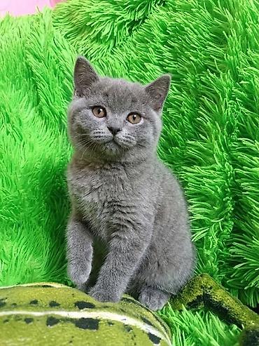 Животные: Скотиш Страйт (Шотландская прямоухая), 2 месяца, Девочка, Серый, Приучена к лотку — 3
