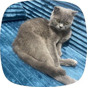 Шотландская вислоухая кошка (Scottish Fold), окрас сплошной голубой