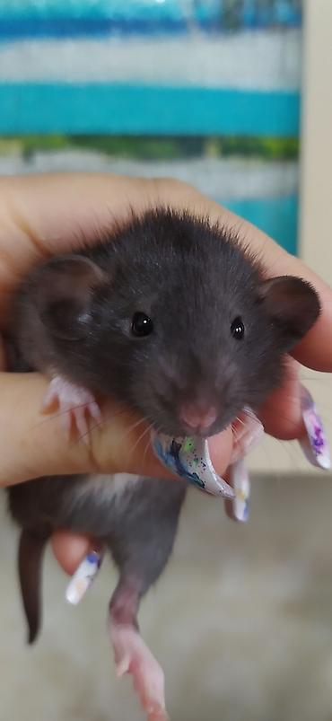 Крысы: Привет друзья !! У нас родились красивые крысята.Друзья в питомнике - — 7