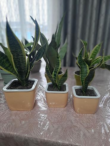 Драцены и Сансевиерии: Сансевиерия (сансевьера, «тещин язык») в горшках. - Варианты сортов — 1