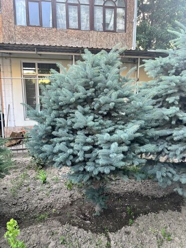 саженцы крыжовника: Саженцы деревьев: Самовывоз