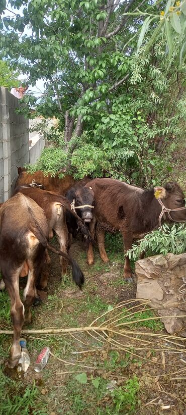 купить корову алатауской породы: Продаю | Бык (самец) | Алатауская