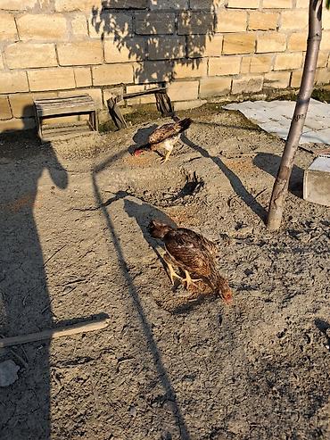 at satisi qiymetleri: Salam soldaki qırmızı ingilis fere satilir 60azn real alicilar narahat — 4