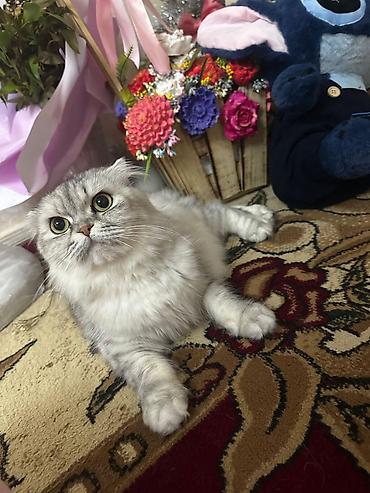 Pişiklər: Şotland — 6