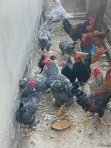 ev pişik adları: 4 ayliq xoruzlar. Razilasma ile — 1