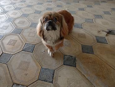 alman itleri: Pekines, 6 ay, Erkək, Peyvəndli, Ödənişli çatdırılma — 2