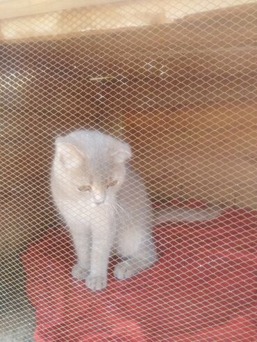 Pişiklər: Boz rəngdə ev pişikləri - Növ: ev pişiyi (qısa tüklü, boz/gümüşü rəng — 10