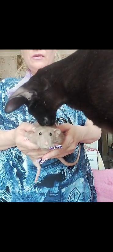 Крысы: Питомник крыс Rat Haus Love . Предлагает пару молодых крыс . Мальчик — 26