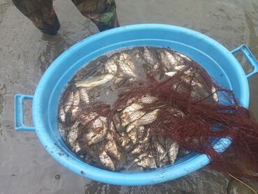 свежая рыб: Малёк сазана карпа сокулук отлов сегодня цена 400 сом сигалетка пишите
