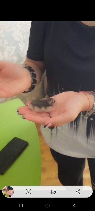 Balaca, boz-ağ rəngli cırtdan hamster. Bu kiçik məməli ev heyvanı kimi