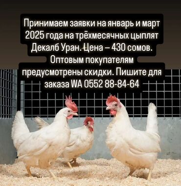 оптовая продажа куриной продукции: Продаю | Куры, Цыплята | Хай-Лайн Браун, Хай-Лайн Соня Грей | Для разведения, Несушки