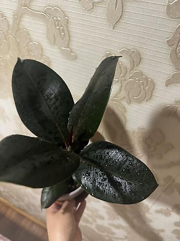 Фикусы: Фикус керли, али, беджамин ЦУМ — 8