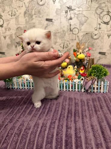 Pişiklər: Britan, Erkək, Dişi, Yaxşı əllərə, Ünvandan götürmə, Pulsuz çatdırılma, Ödənişli çatdırılma — 4