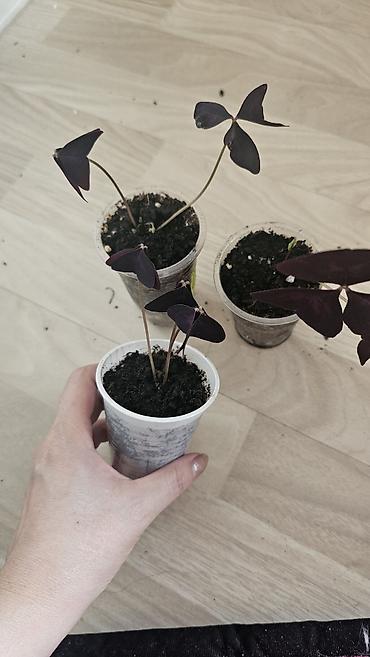 Другие комнатные растения: Кислица
Оксалис 
oxalis 
🦋 
бабочка — 10