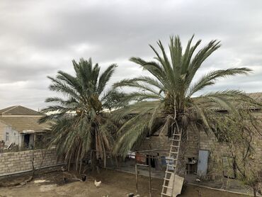 badam agaci: Məhsul verir. 4-5 m arası 
2 ədəd