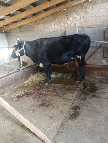 коровы животные: Сатам | Уй (ургаачы) | Аргын, Голштин, Швиц | Көбөйтүү үчүн, Сүт алуу үчүн | Бооз