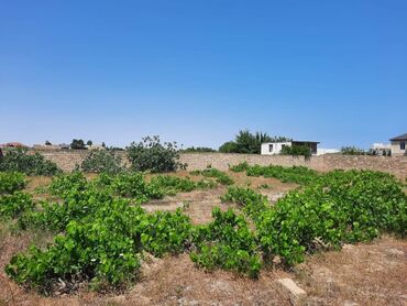 yasmada torpaq: 12 sot, Kupça (Çıxarış)