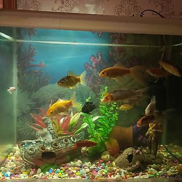 balığ: Dördbucaq akvarium, Balıqlarla birlikdə, 130 l, Ünvandan götürmə — 3
