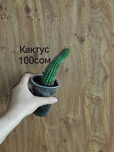 уй емерек: Шеффлера вариегатная (Schefflera arboricola variegata) в горшке. - — 7