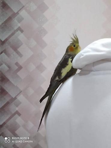 bulbul satılır: Diqqet quslarin altinin ve yerinin temizliyine fikir verin — 5