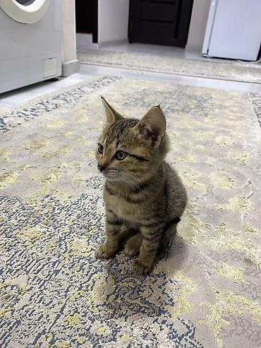купить сиамского котенка: Очаровательный полосатый котёнок 2 месяца - Окрас: классический — 2
