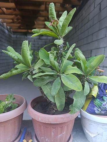 Молочаи: Комнатное растение «Молочай Милла» (Euphorbia milii, «Корона Христа») — 8