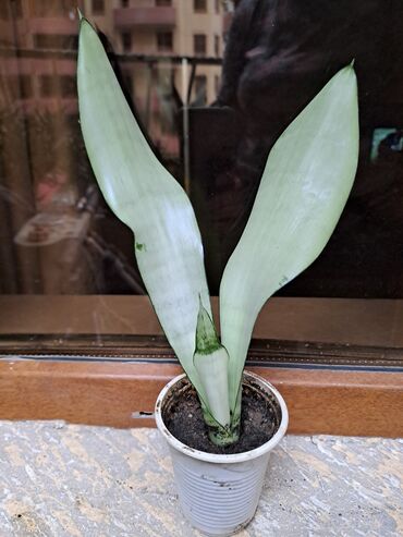 Otaq bitkiləri: Сансивьера голубая — 5