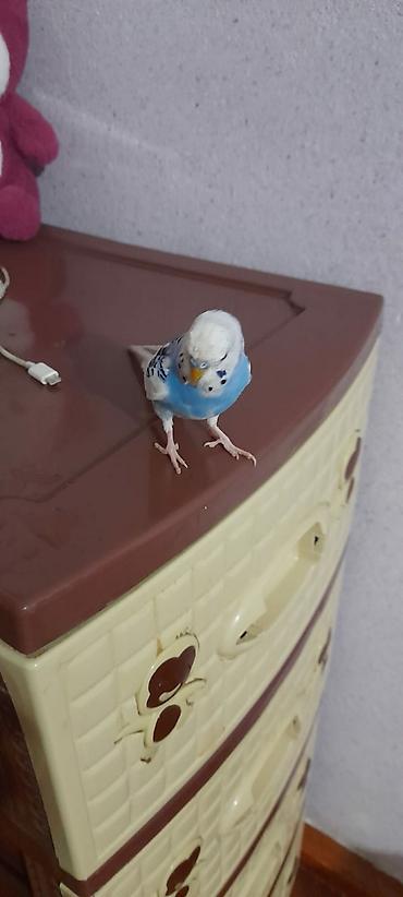 Tutuquşları: Ələ öyrəşmiş quşdu fikri ciddi olan vatcapa yazsin sumqayìt — 21