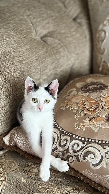 Отдам даром кошку: Кошка даром: Ангорская, 3 месяца, Девочка at lalafo.kg — 12 Отдам даром кошку: Кошка даром: Ангорская, 3 месяца, Девочка — 12