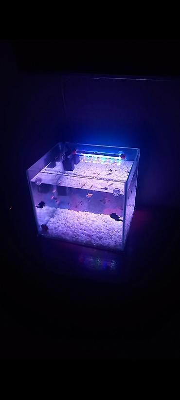 akvarium qiymeti: Dördbucaq akvarium, Boş, 50 l, Ünvandan götürmə — 2