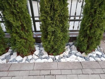 Другие услуги: 🍀стрижка хвойных🍀 🍀обрезка деревьев🍀 🍀Газон под ключ. 🍀Все виды — 8