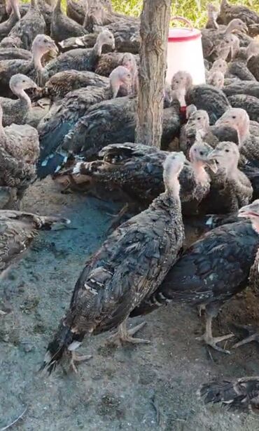yarasa yuvası qiymeti: Her kese salam bele Hunduskalarimiz satışa çıxdı 4 5 aylıq etli Sağlam