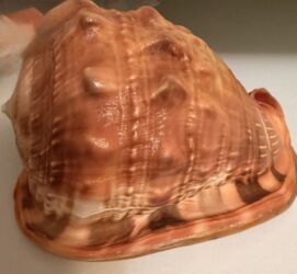 кухонные шкафы навесные: Крупная настоящая океаническая раковина. Редкая. Покупали на