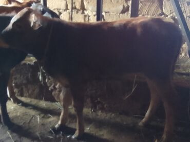 Dana, buzov: Dana, buzov, Erkək, Holsteyn, ay: 5, 60 kq, Damazlıq, Ödənişli çatdırılma, Ünvandan götürmə