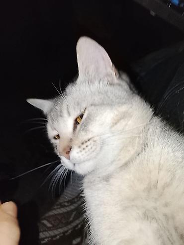 Pişiklər: Erkək — 3