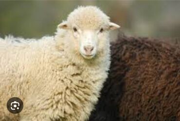 электронный пастух: Требуется Пастух